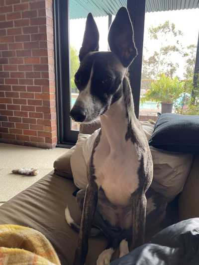 A dog with big ears sticking up