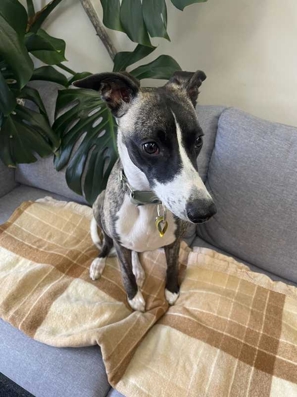 Photo of a dog sitting on a couch