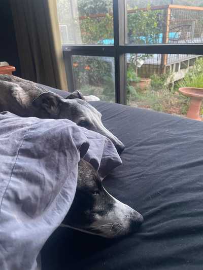 Dogs snoozing in bed