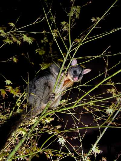Rude possum eating the maple tree shoots