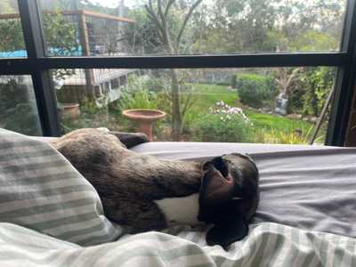 Snoozy dog