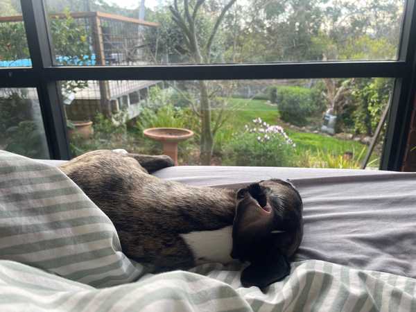 Snoozy dog