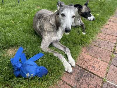 Dogs chilling on a lawn