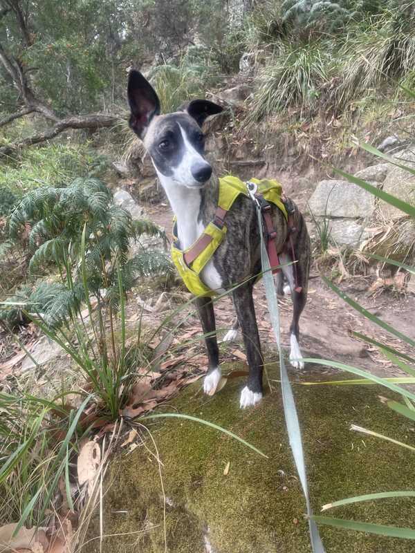 Dog looking sharp