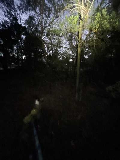 A dog looking up at a possum in a tree at night