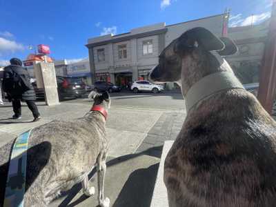 Urban dogs