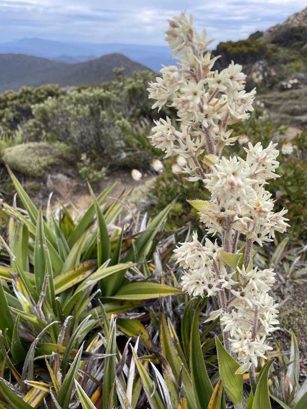 Image from Hartz Peak