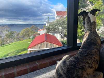 Dog looking out the window