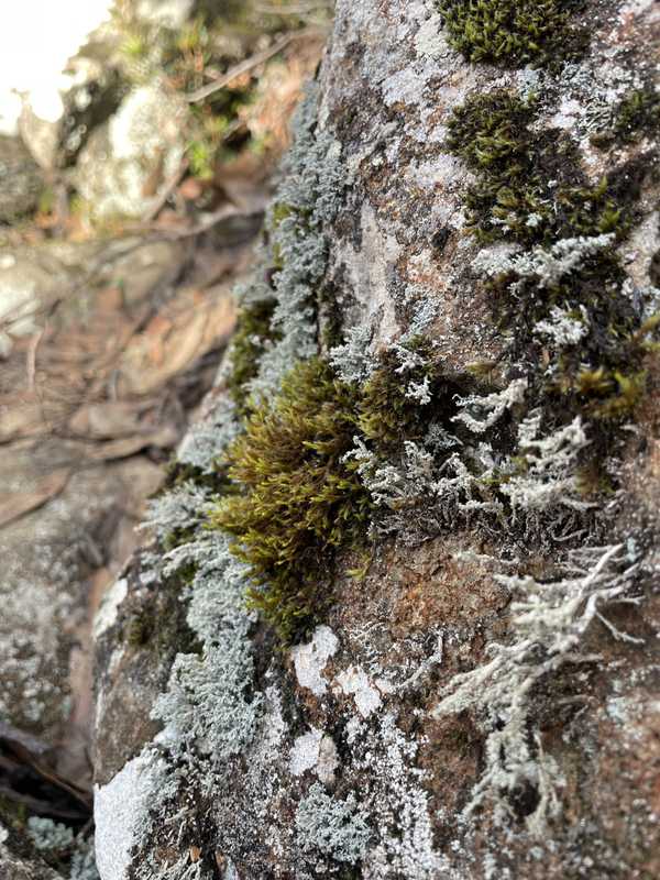 Image from Mountain River Trail to Trestle Mountain