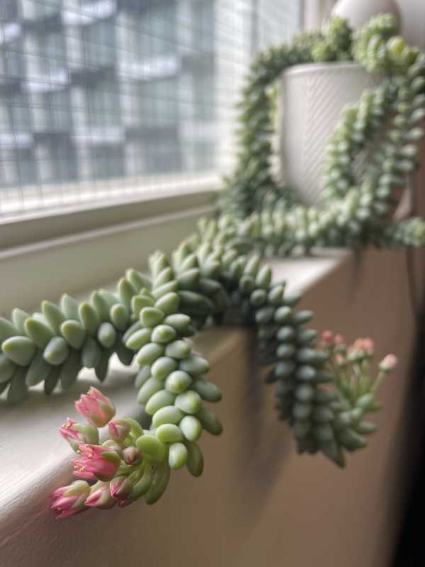 Flowering donkey tail