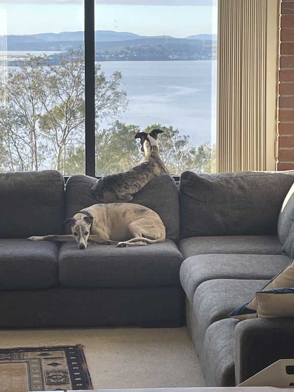 Two dogs, one looking out the window, the other looking at the camera