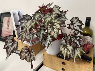 Pot plant sitting on a desk