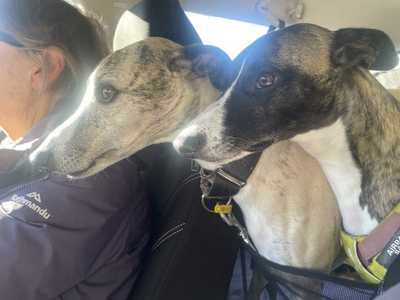 Two dogs looking out the front of a car