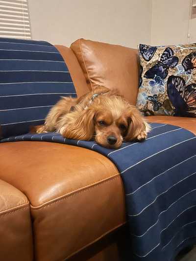 Photo of a dog on a couch