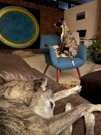 Two dogs, one sleeping in the foreground and the second sitting upright in a seat