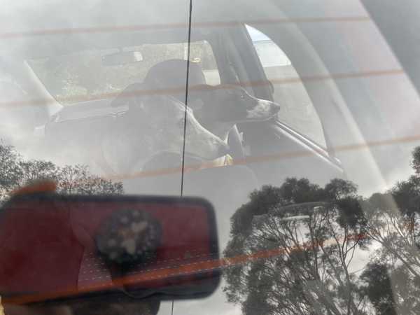 Two dogs inside a car, looking out the window