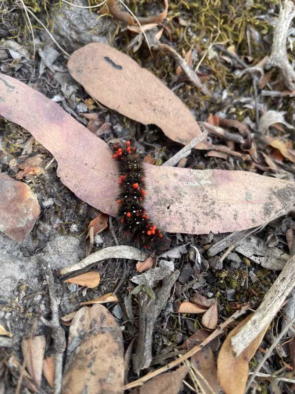 A colourful caterpillar. Potentially infected with something. But pretty?