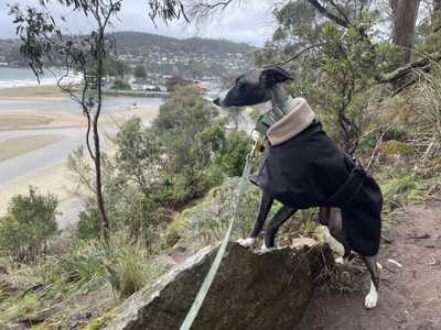 Dog looking over a beach