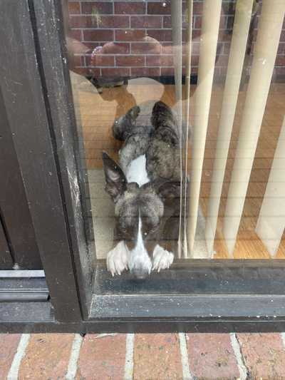 Sad dog looking outside a window