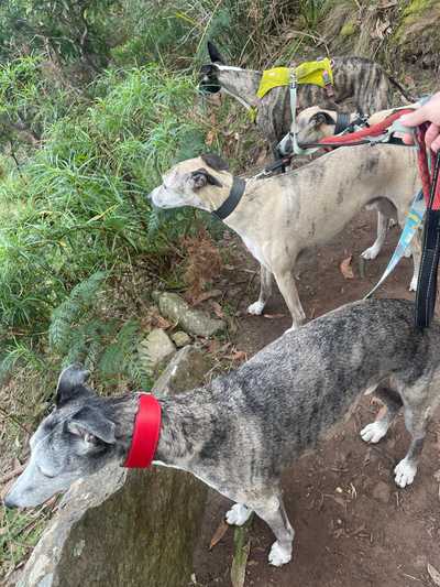 The pack