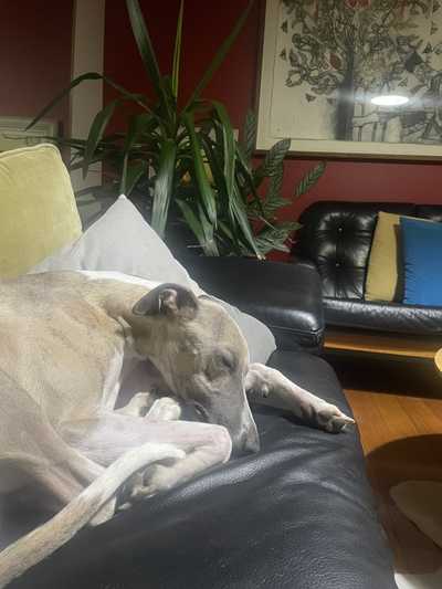 A dog sleeping on a couch