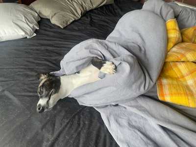 Dog snoozing in bed