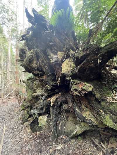 Image from Mountain River Trail to Trestle Mountain