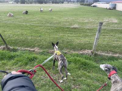 Two dogs looking at sheep