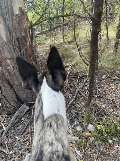 A dog looking at a pademelon in the bush