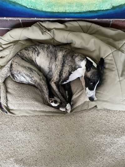 A dog in a bed