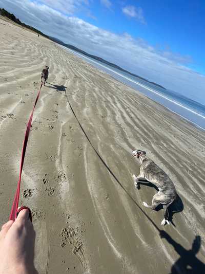 Dogs on the beach