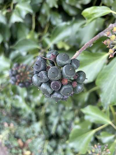 Photo of berries on a bush
