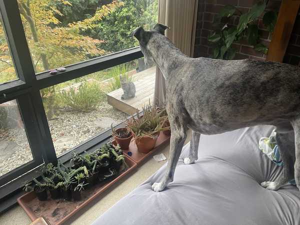 Dog noticing a cat outside the window, cat looking but not fussed