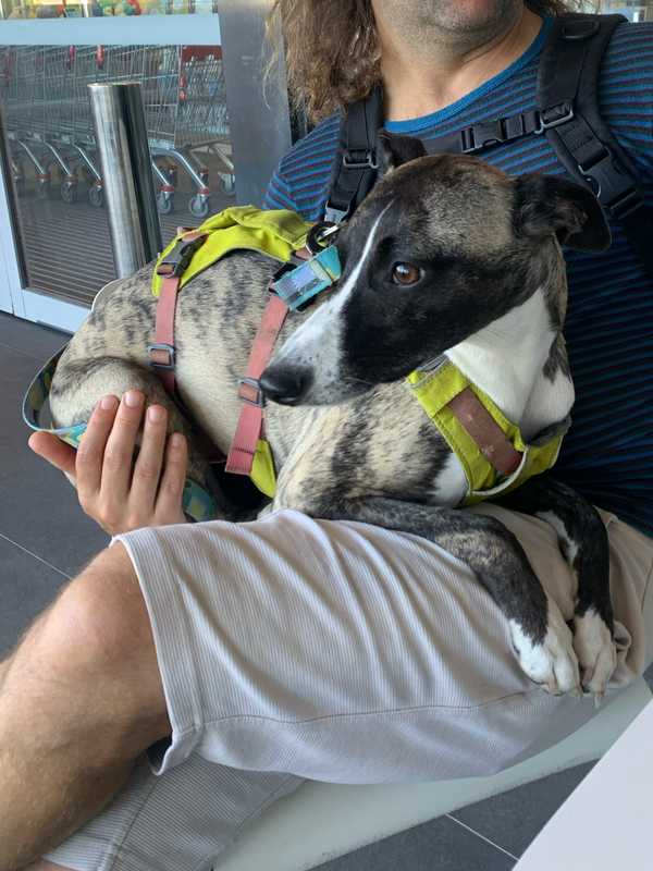 Dog thinking it's sitting on a lap, but is actually being held up