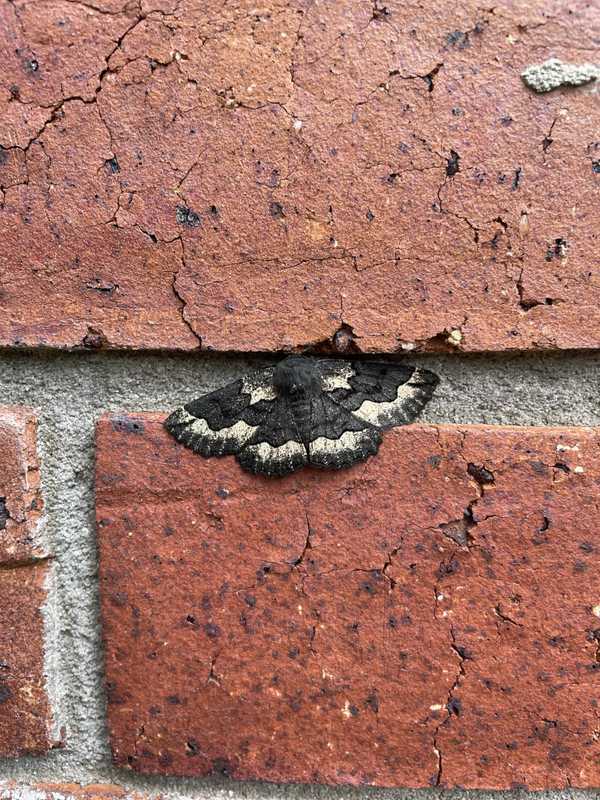 A moth on some red bricks