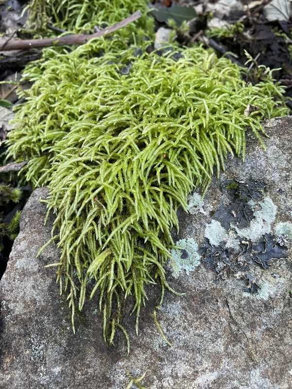 Image from Mountain River Trail to Trestle Mountain