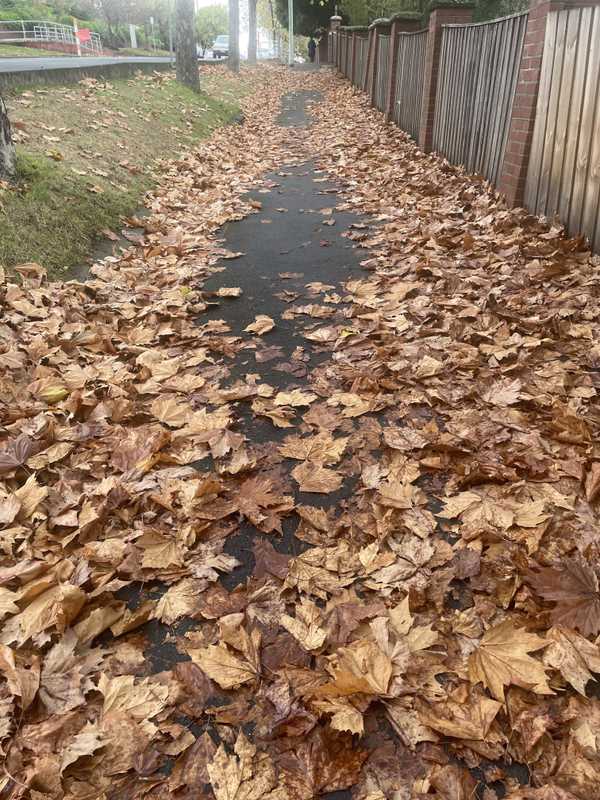 Leafs