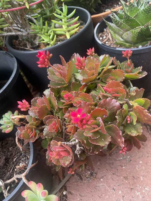 Flowering succulent