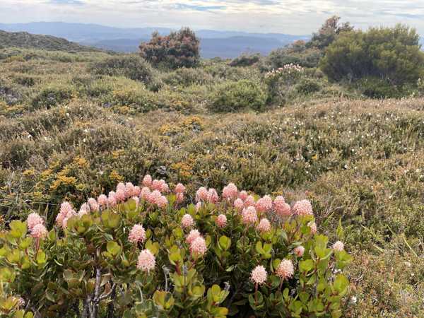 Image from Hartz Peak