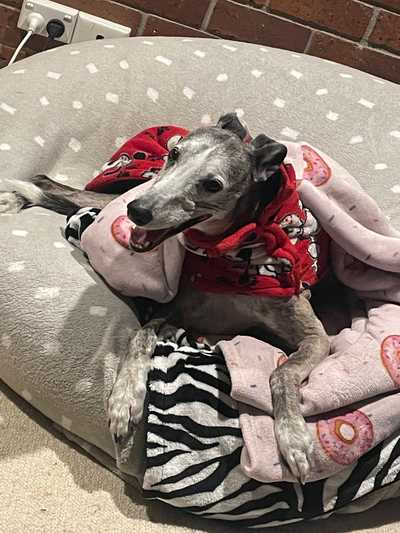 Happy dog post snooze