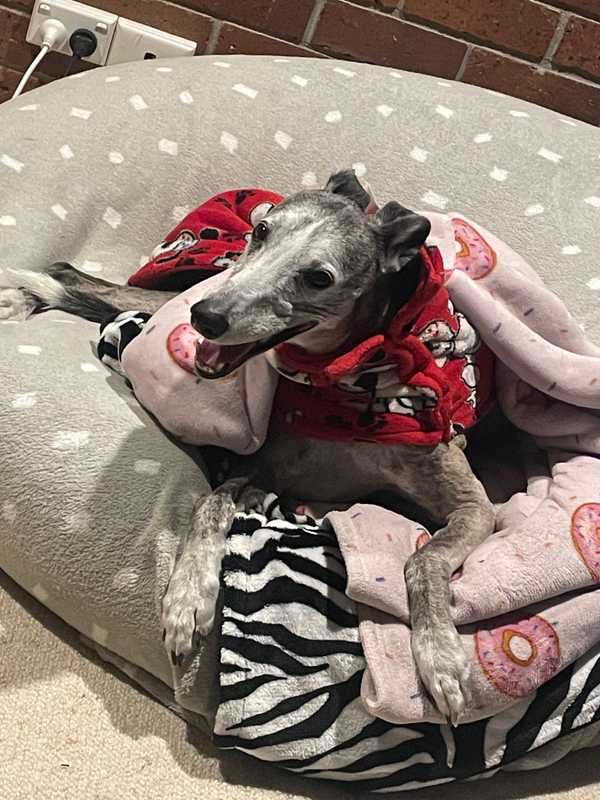 Happy dog post snooze