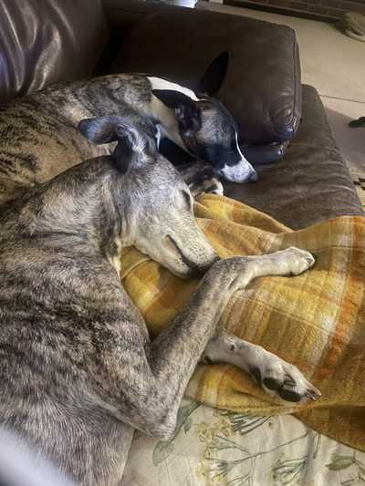 Photo of 2 dogs sleeping on a couch