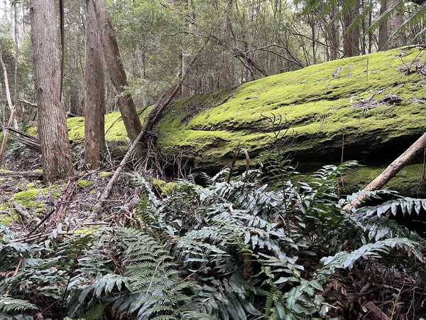 Image from Mountain River Trail to Trestle Mountain