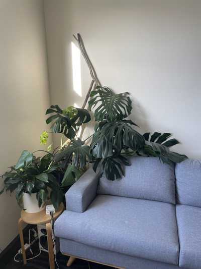 Photo of a plant stand behind a monstera