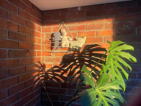 Stuffed animals hanging on a wall behind a monstera