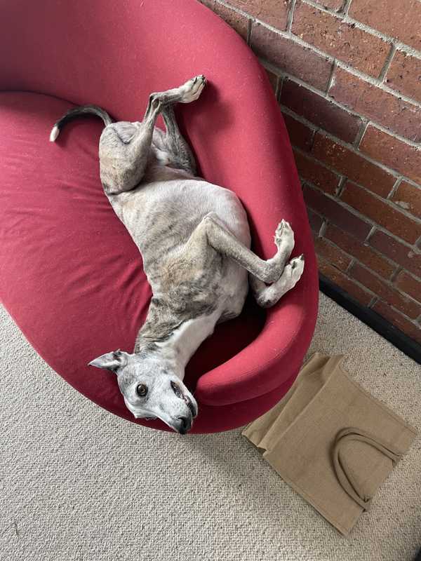 A dog relaxing on a red couch