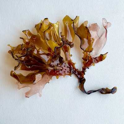 Glass sculpture in the shape of seaweed