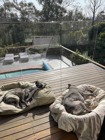 Two dogs relaxing in beds on a balcony overlooking the bush