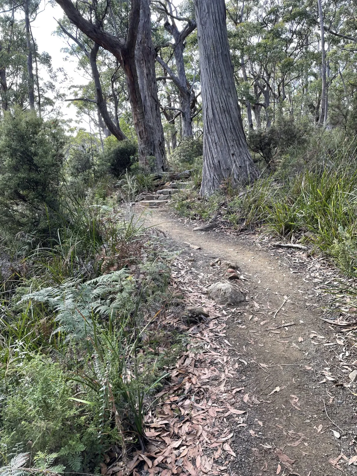 Cape Raoul
