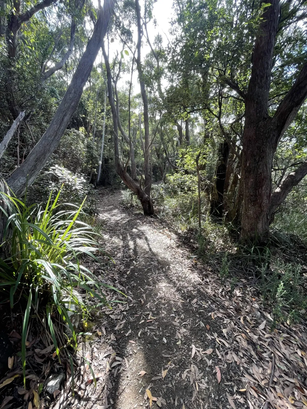 Cape Raoul
